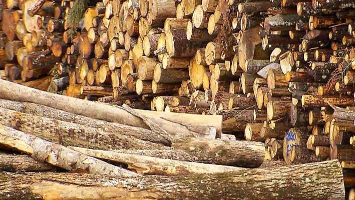 上奥地利州锯木厂面临原木短缺：树皮甲虫减少反而导致供应紧张(图1)