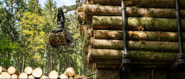 欧洲木材价格强势上涨：云杉原木价格飙升10%，供应紧张持续(图1)