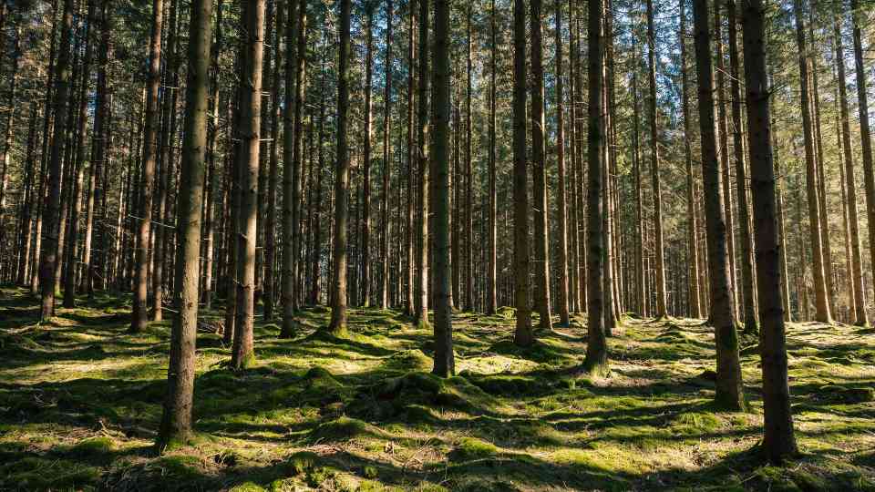 澳新森林获FSC黄金标准认证:1.6亿公顷林地迈入可持续管理新时代(图2) 澳新森林获FSC黄金标准认证:1.6亿公顷林地迈入可持续管理新时代(图2)