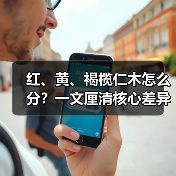 红、黄、褐榄仁木怎么分?一文厘清核心差异与应用边界(图3) 红、黄、褐榄仁木怎么分?一文厘清核心差异与应用边界(图3)