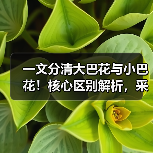 一文分清大巴花与小巴花!核心区别解析,采购避坑必看(图1) 一文分清大巴花与小巴花!核心区别解析,采购避坑必看(图1)