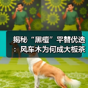 揭秘“黑檀”平替优选:风车木为何成大板茶桌高端材质新宠?(图4) 揭秘“黑檀”平替优选:风车木为何成大板茶桌高端材质新宠?(图4)