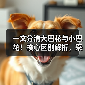 一文分清大巴花与小巴花！核心区别解析，采购避坑必看（图3）