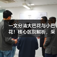 一文分清大巴花与小巴花！核心区别解析，采购避坑必看（图4）