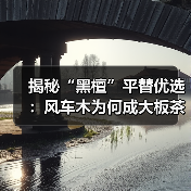 揭秘“黑檀”平替优选:风车木为何成大板茶桌高端材质新宠?(图1) 揭秘“黑檀”平替优选:风车木为何成大板茶桌高端材质新宠?(图1)