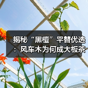 揭秘“黑檀”平替优选:风车木为何成大板茶桌高端材质新宠?(图3) 揭秘“黑檀”平替优选:风车木为何成大板茶桌高端材质新宠?(图3)