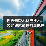 世界最轻木材巴沙木：轻如鸿毛却撑起风电产业半边天（图2）