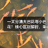 一文分清大巴花与小巴花！核心区别解析，采购避坑必看（图4）