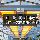 红、黄、褐榄仁木怎么分？一文厘清核心差异与应用边界（图4）
