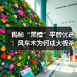 揭秘“黑檀”平替优选:风车木为何成大板茶桌高端材质新宠?(图3) 揭秘“黑檀”平替优选:风车木为何成大板茶桌高端材质新宠?(图3)