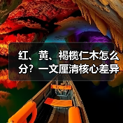 红、黄、褐榄仁木怎么分？一文厘清核心差异与应用边界（图2）
