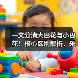 一文分清大巴花与小巴花！核心区别解析，采购避坑必看（图3）