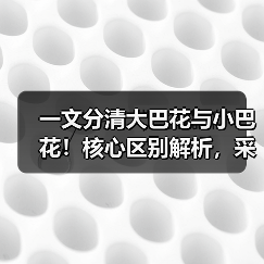 一文分清大巴花与小巴花！核心区别解析，采购避坑必看（图1）