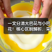 一文分清大巴花与小巴花！核心区别解析，采购避坑必看（图3）