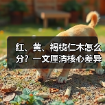 红、黄、褐榄仁木怎么分？一文厘清核心差异与应用边界（图2）