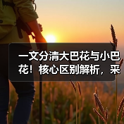 一文分清大巴花与小巴花！核心区别解析，采购避坑必看（图3）