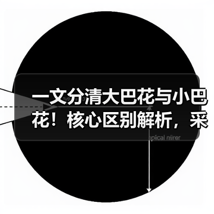 一文分清大巴花与小巴花！核心区别解析，采购避坑必看（图3）