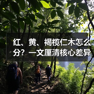 红、黄、褐榄仁木怎么分?一文厘清核心差异与应用边界(图3) 红、黄、褐榄仁木怎么分?一文厘清核心差异与应用边界(图3)