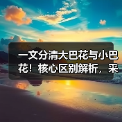 一文分清大巴花与小巴花！核心区别解析，采购避坑必看（图1）
