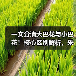 一文分清大巴花与小巴花！核心区别解析，采购避坑必看（图2）