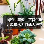 揭秘“黑檀”平替优选：风车木为何成大板茶桌高端材质新宠？（图4）