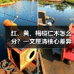 红、黄、褐榄仁木怎么分？一文厘清核心差异与应用边界（图1）