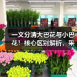 一文分清大巴花与小巴花！核心区别解析，采购避坑必看（图3）