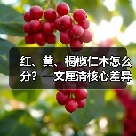 红、黄、褐榄仁木怎么分？一文厘清核心差异与应用边界（图3）