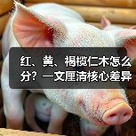 红、黄、褐榄仁木怎么分？一文厘清核心差异与应用边界（图1）
