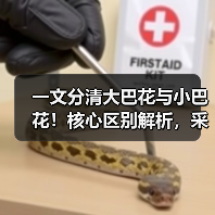 一文分清大巴花与小巴花！核心区别解析，采购避坑必看（图4）