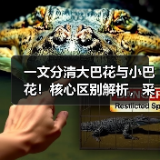 一文分清大巴花与小巴花！核心区别解析，采购避坑必看（图3）
