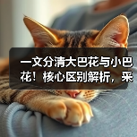 一文分清大巴花与小巴花！核心区别解析，采购避坑必看（图2）