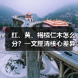 红、黄、褐榄仁木怎么分？一文厘清核心差异与应用边界（图1）