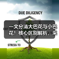 一文分清大巴花与小巴花！核心区别解析，采购避坑必看（图3）