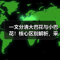 一文分清大巴花与小巴花！核心区别解析，采购避坑必看（图1）