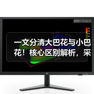 一文分清大巴花与小巴花！核心区别解析，采购避坑必看（图4）