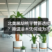 北美黑胡桃平替新选择？斯温漆木凭何成为市场新宠（图2）