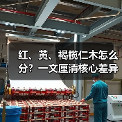 红、黄、褐榄仁木怎么分？一文厘清核心差异与应用边界（图1）