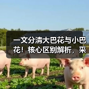 一文分清大巴花与小巴花！核心区别解析，采购避坑必看（图2）