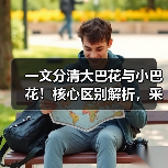 一文分清大巴花与小巴花！核心区别解析，采购避坑必看（图4）