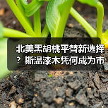 北美黑胡桃平替新选择？斯温漆木凭何成为市场新宠（图2）