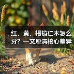 红、黄、褐榄仁木怎么分?一文厘清核心差异与应用边界(图2) 红、黄、褐榄仁木怎么分?一文厘清核心差异与应用边界(图2)