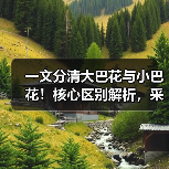 一文分清大巴花与小巴花!核心区别解析,采购避坑必看(图3) 一文分清大巴花与小巴花!核心区别解析,采购避坑必看(图3)