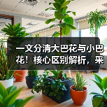 一文分清大巴花与小巴花!核心区别解析,采购避坑必看(图4) 一文分清大巴花与小巴花!核心区别解析,采购避坑必看(图4)