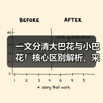 一文分清大巴花与小巴花！核心区别解析，采购避坑必看（图3）
