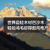世界最轻木材巴沙木:轻如鸿毛却撑起风电产业半边天(图4) 世界最轻木材巴沙木:轻如鸿毛却撑起风电产业半边天(图4)