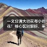 一文分清大巴花与小巴花!核心区别解析,采购避坑必看(图2) 一文分清大巴花与小巴花!核心区别解析,采购避坑必看(图2)
