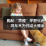 揭秘“黑檀”平替优选:风车木为何成大板茶桌高端材质新宠?(图4) 揭秘“黑檀”平替优选:风车木为何成大板茶桌高端材质新宠?(图4)