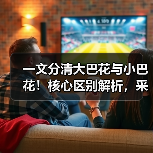 一文分清大巴花与小巴花!核心区别解析,采购避坑必看(图2) 一文分清大巴花与小巴花!核心区别解析,采购避坑必看(图2)