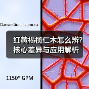 红黄褐榄仁木怎么辨?核心差异与应用解析(图4) 红黄褐榄仁木怎么辨?核心差异与应用解析(图4)